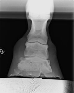 The Preventive Hoof Care Method by Nadine Caba